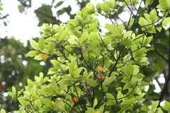 Elaeocarpus serratus